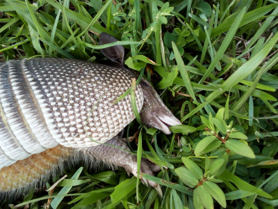[A dead armadillo lies in the tall grass. This image contains the head and upper half of the body. The body is grey and white, but the belly is rust and white. Both the belly and the legs have long thin white hair-fur on them.]
